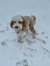 Customer photo from David R.